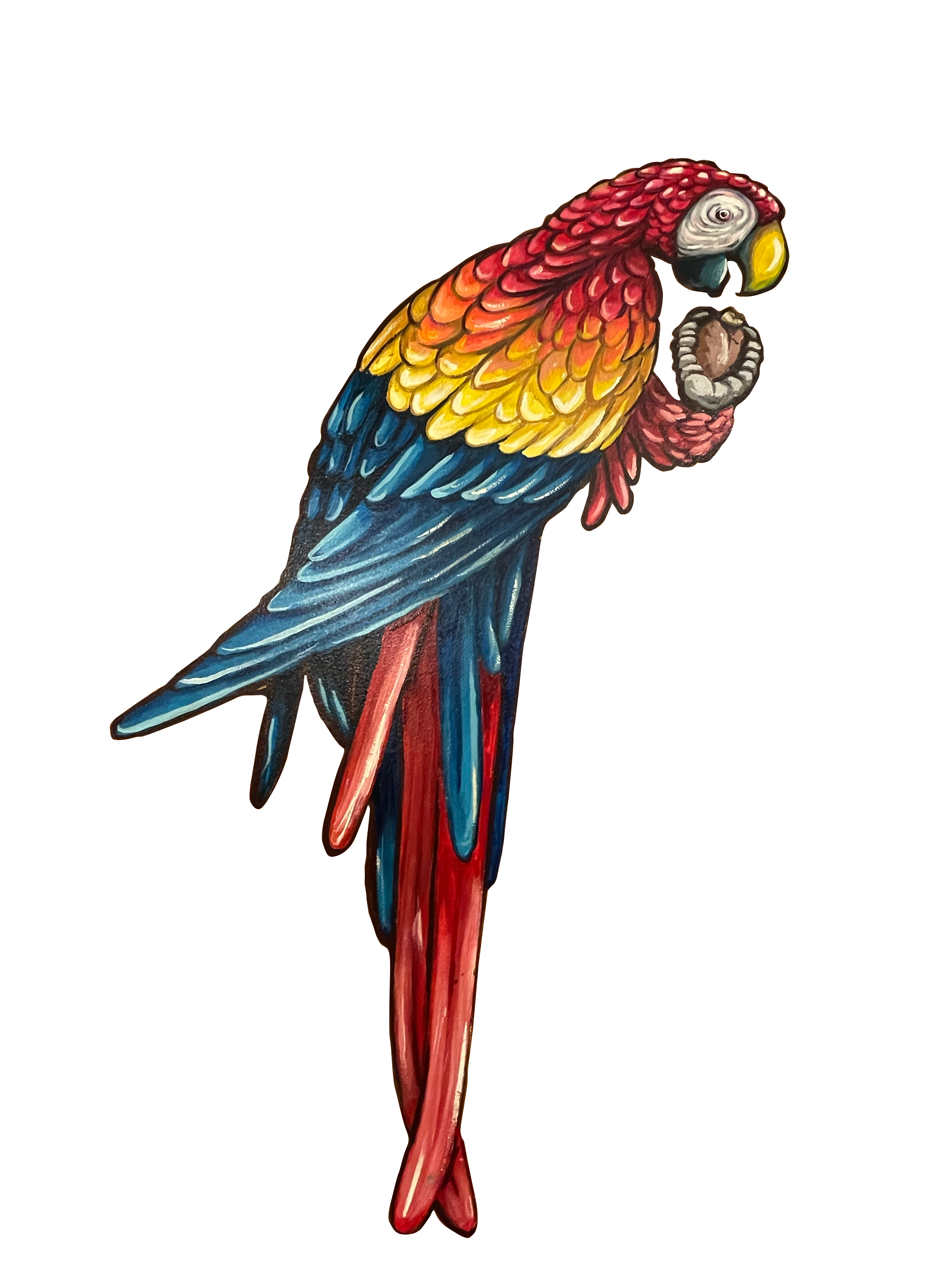 Perroquet du Corsaire